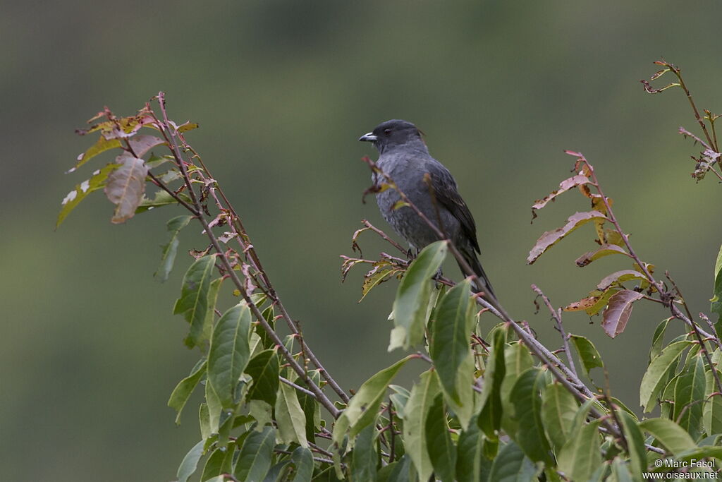 Cotinga à huppe rougeadulte, identification