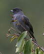 Cotinga à huppe rouge