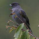 Cotinga à huppe rouge