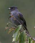 Cotinga à huppe rouge