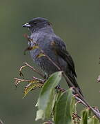 Cotinga à huppe rouge