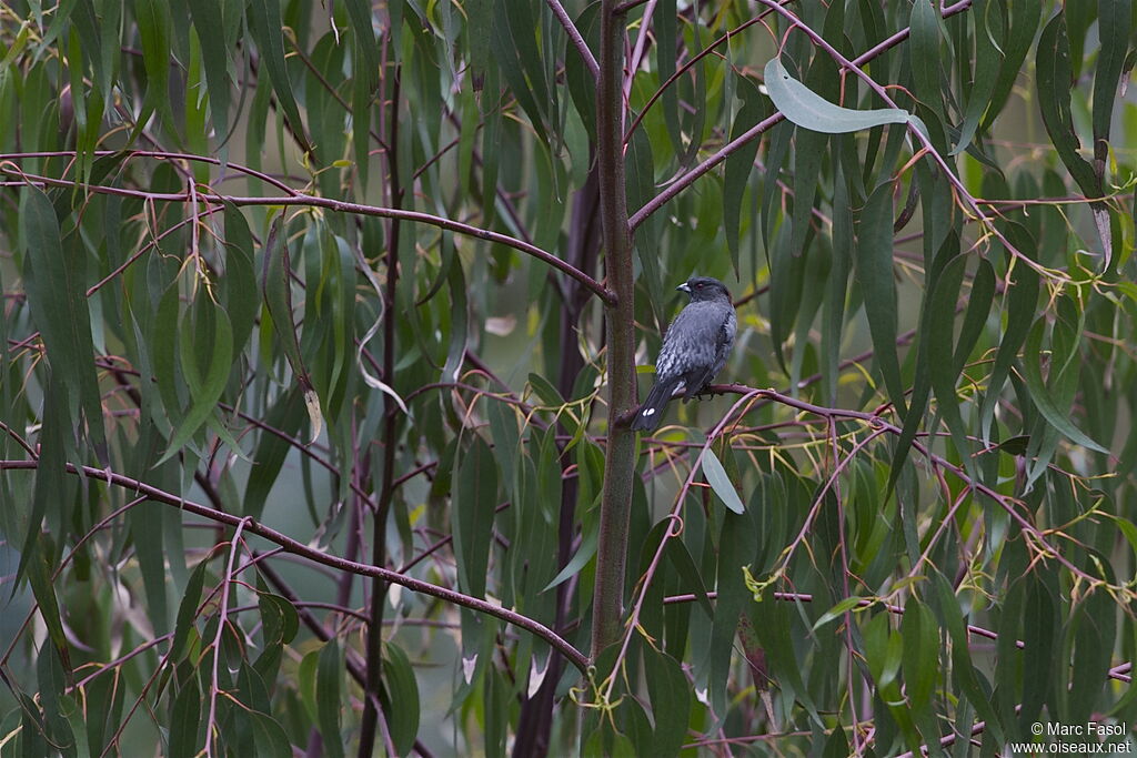 Cotinga à huppe rougeadulte, identification