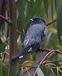 Cotinga à huppe rouge