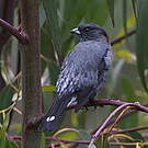 Cotinga à huppe rouge