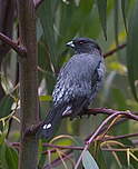 Cotinga à huppe rouge