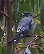 Cotinga à huppe rouge