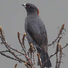 Cotinga à huppe rouge