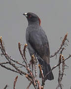 Red-crested Cotinga