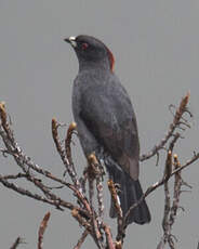 Cotinga à huppe rouge