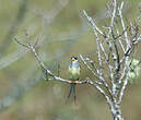 Cotinga à queue fourchue