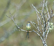 Swallow-tailed Cotinga