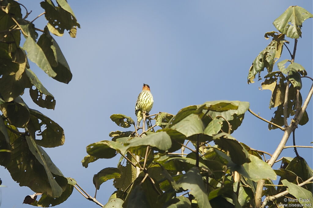 Cotinga à tête rousseadulte, identification