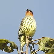 Chestnut-crested Cotinga