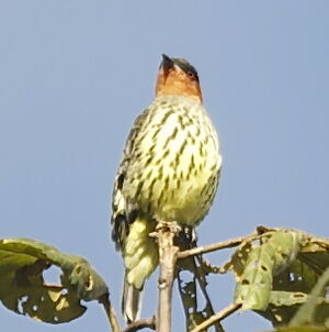 Cotinga à tête rousse