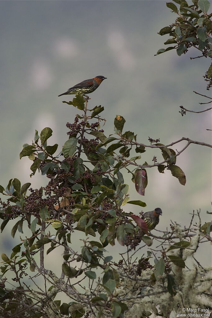 Chestnut-crested Cotinga adult, identification, feeding habits