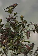 Chestnut-crested Cotinga