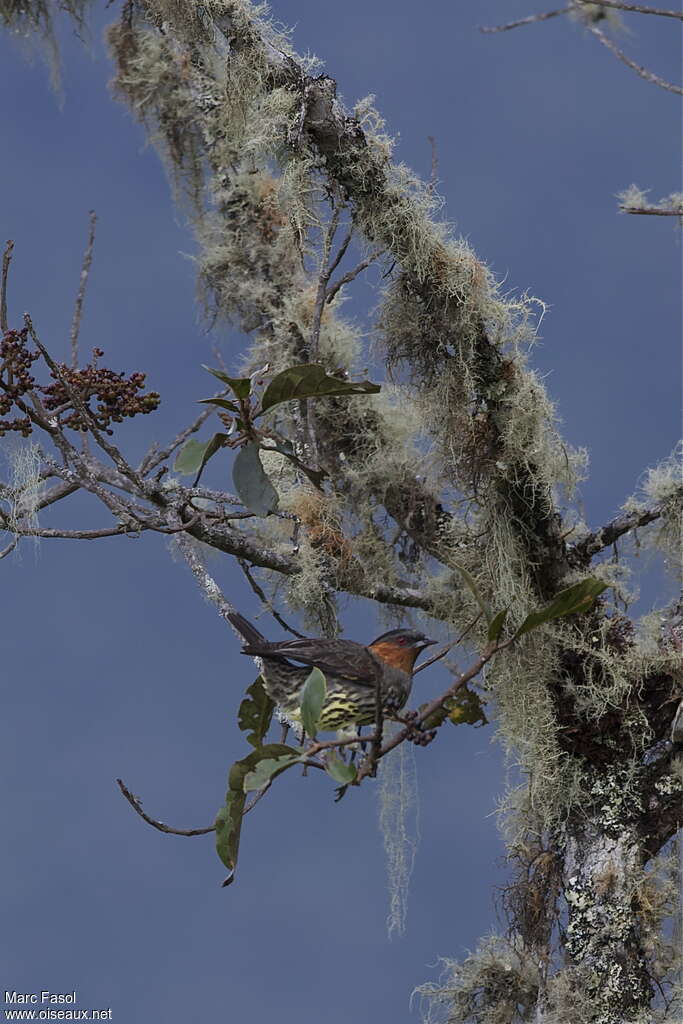 Cotinga à tête rousseadulte