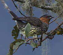 Cotinga à tête rousse