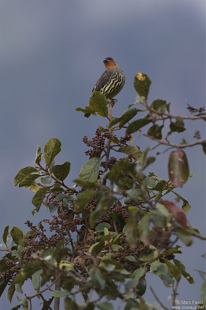 Chestnut-crested Cotingaadult, identification