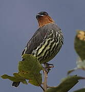 Chestnut-crested Cotinga