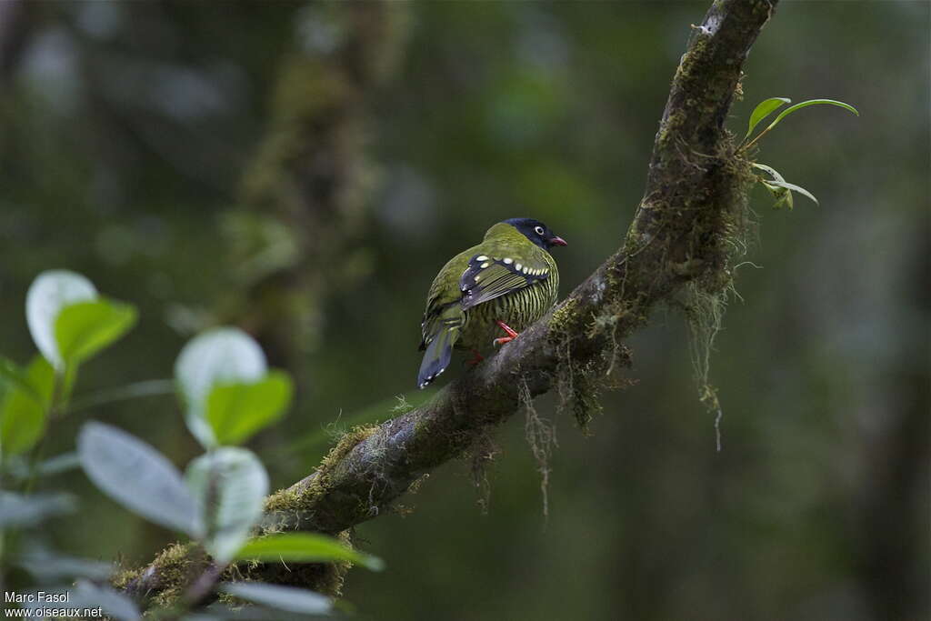 Barred Fruiteater male adult, habitat