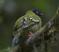 Cotinga barré