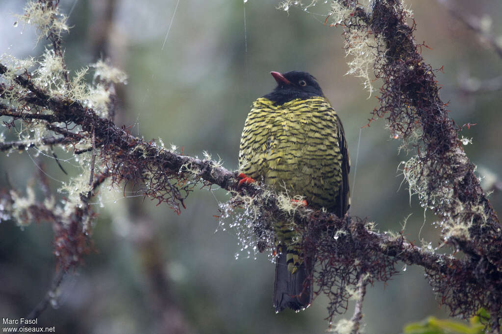 Cotinga barré mâle adulte, habitat, pigmentation