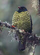 Cotinga barré