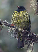 Cotinga barré