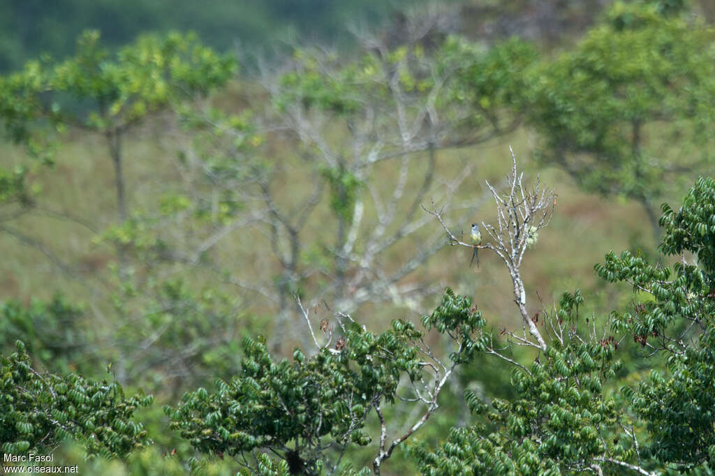 Cotinga de Bolivie