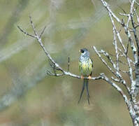 Palkachupa Cotinga