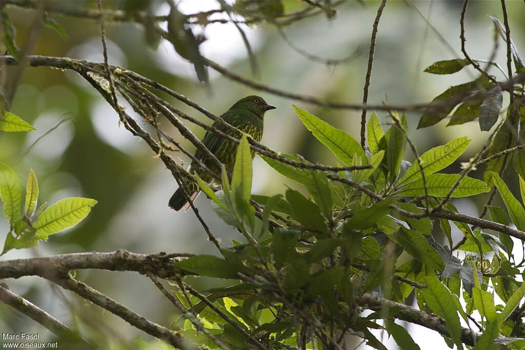 Cotinga de Lubomirsk femelle adulte