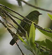 Black-chested Fruiteater