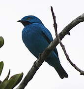 Plum-throated Cotinga