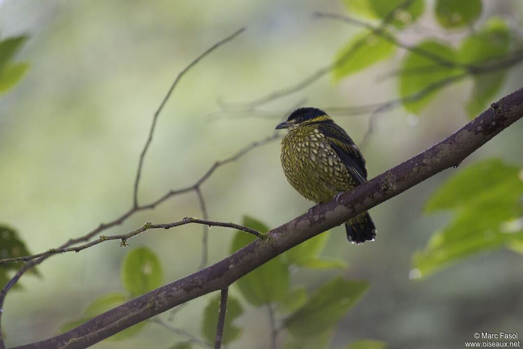 Cotinga écailléadulte, identification