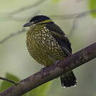 Cotinga écaillé