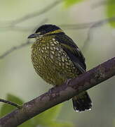 Cotinga écaillé