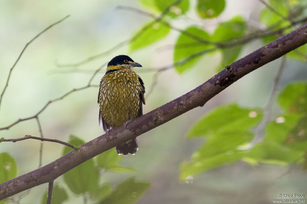 Cotinga écailléadulte, identification