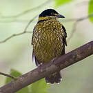 Cotinga écaillé