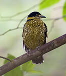 Cotinga écaillé