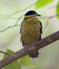 Cotinga écaillé