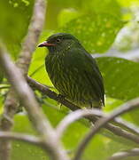 Cotinga jucunda