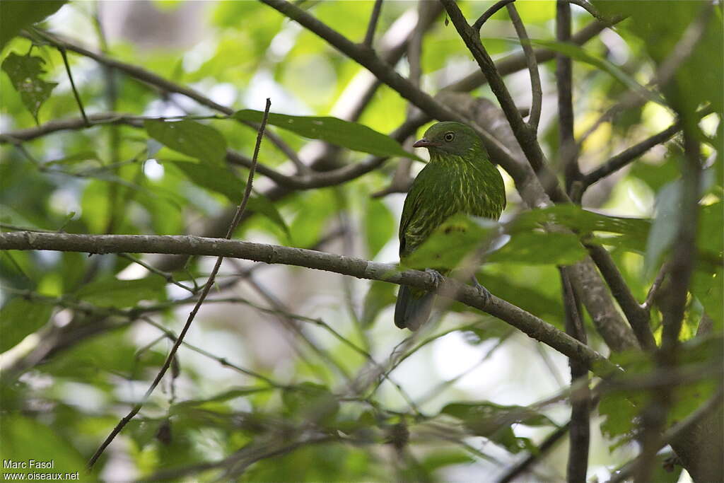 Masked Fruiteater female adult, identification