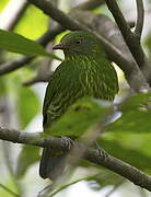 Cotinga masqué