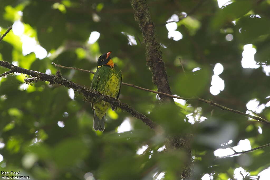 Cotinga masqué mâle adulte, identification