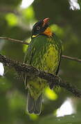 Cotinga masqué