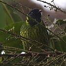 Cotinga vert et noir