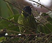 Cotinga vert et noir