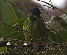 Green-and-black Fruiteater