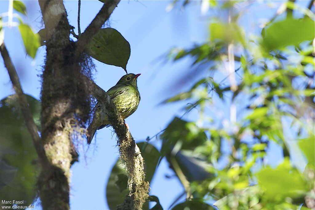 Cotinga vert et noir femelle adulte, identification